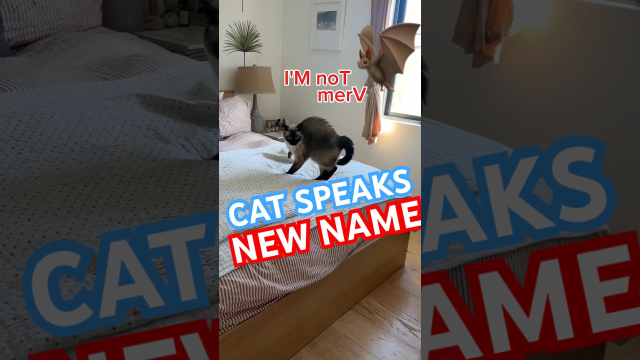 TALKING CAT SPEAKS NEW NAME!!! lmoa #bagagwa #funnyanimals #catsofyoutube #batman #shorts #viral