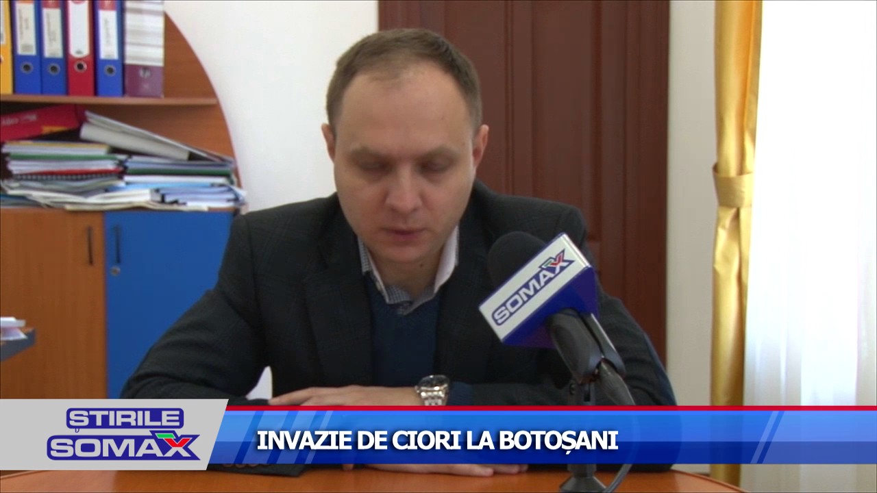 INVAZIE DE CIORI LA BOTOSANI