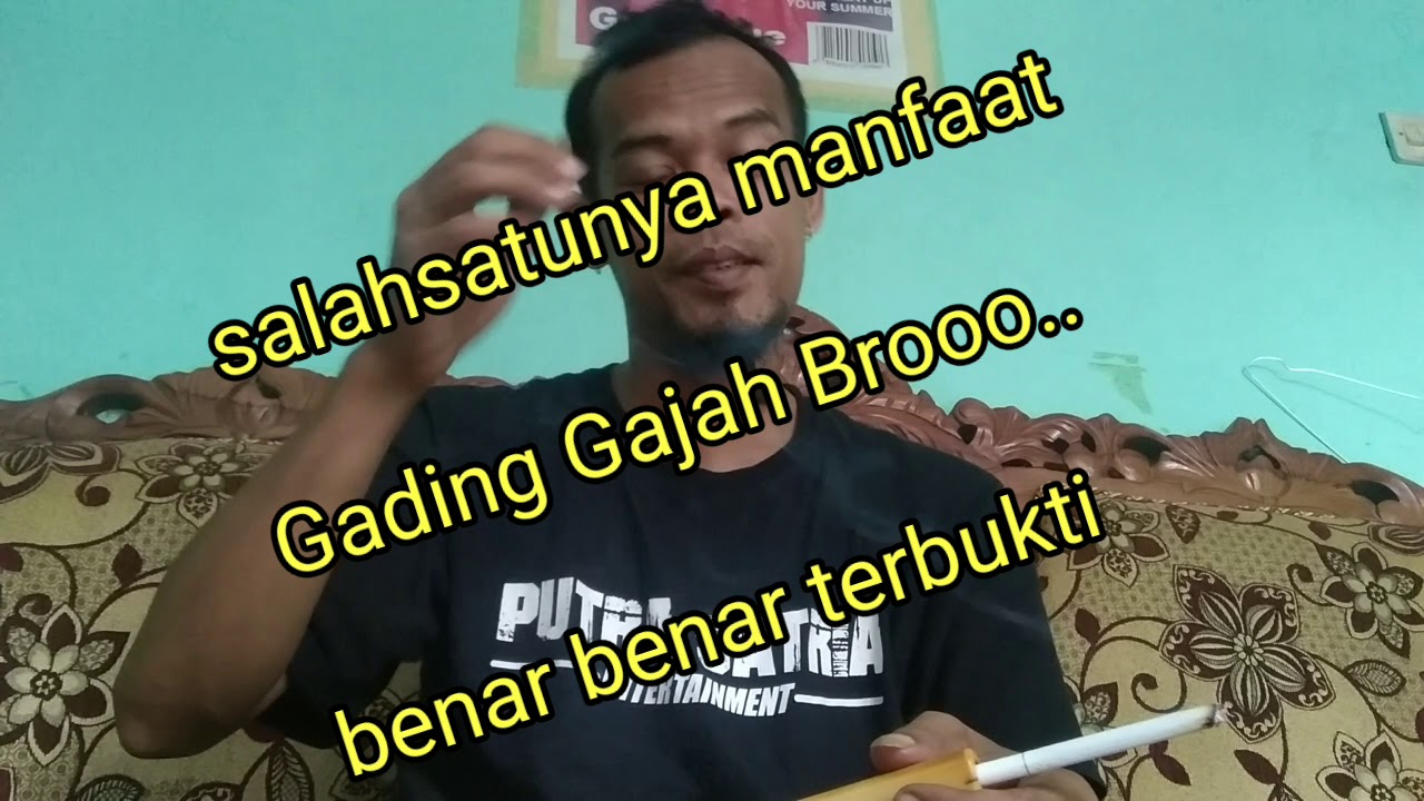 Salahsatu Manfaat gading gajah