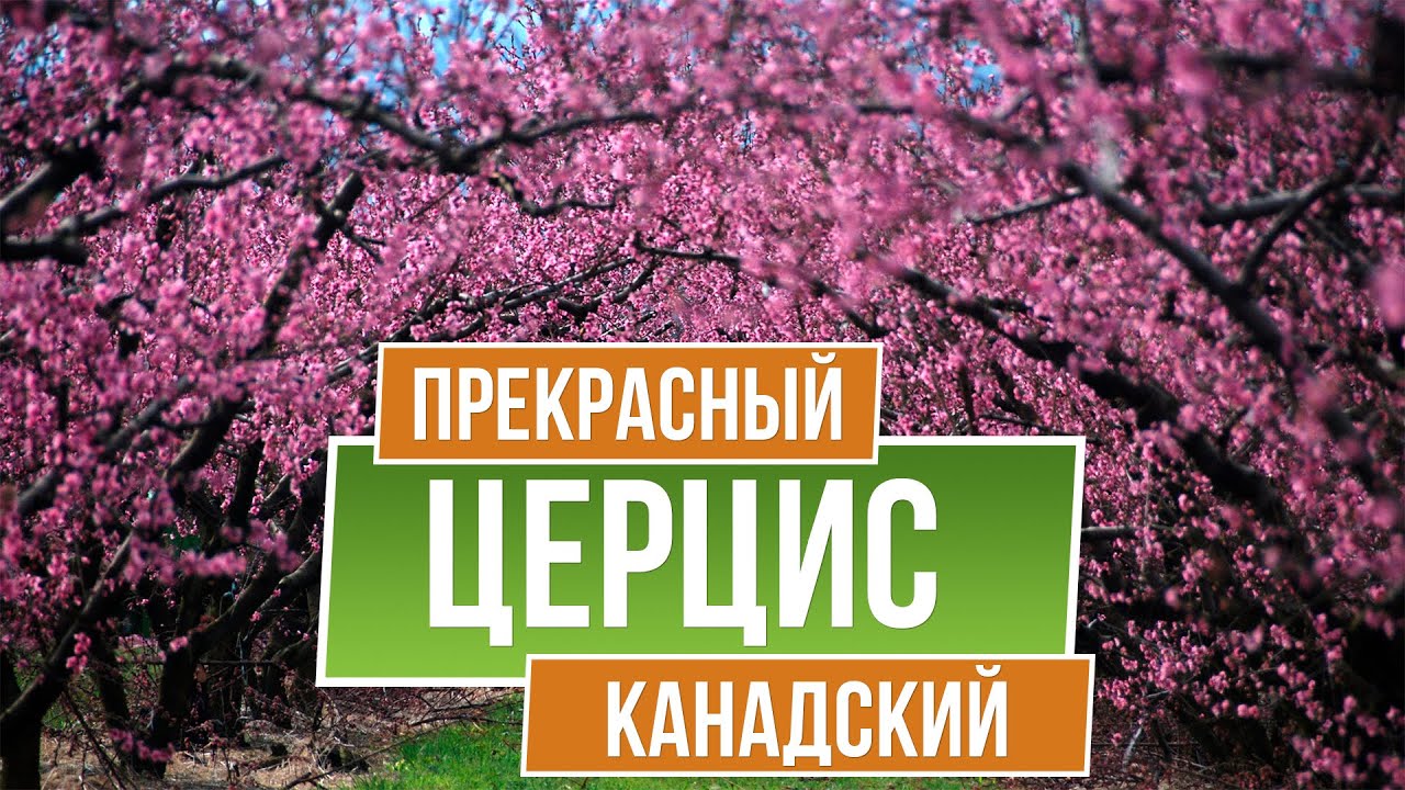 Декоративные деревья. Церцис канадский - Багрянник