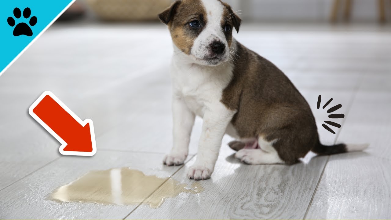 Mache DAS sofort, wenn dein Hund UNSAUBER ist! (Wichtig)