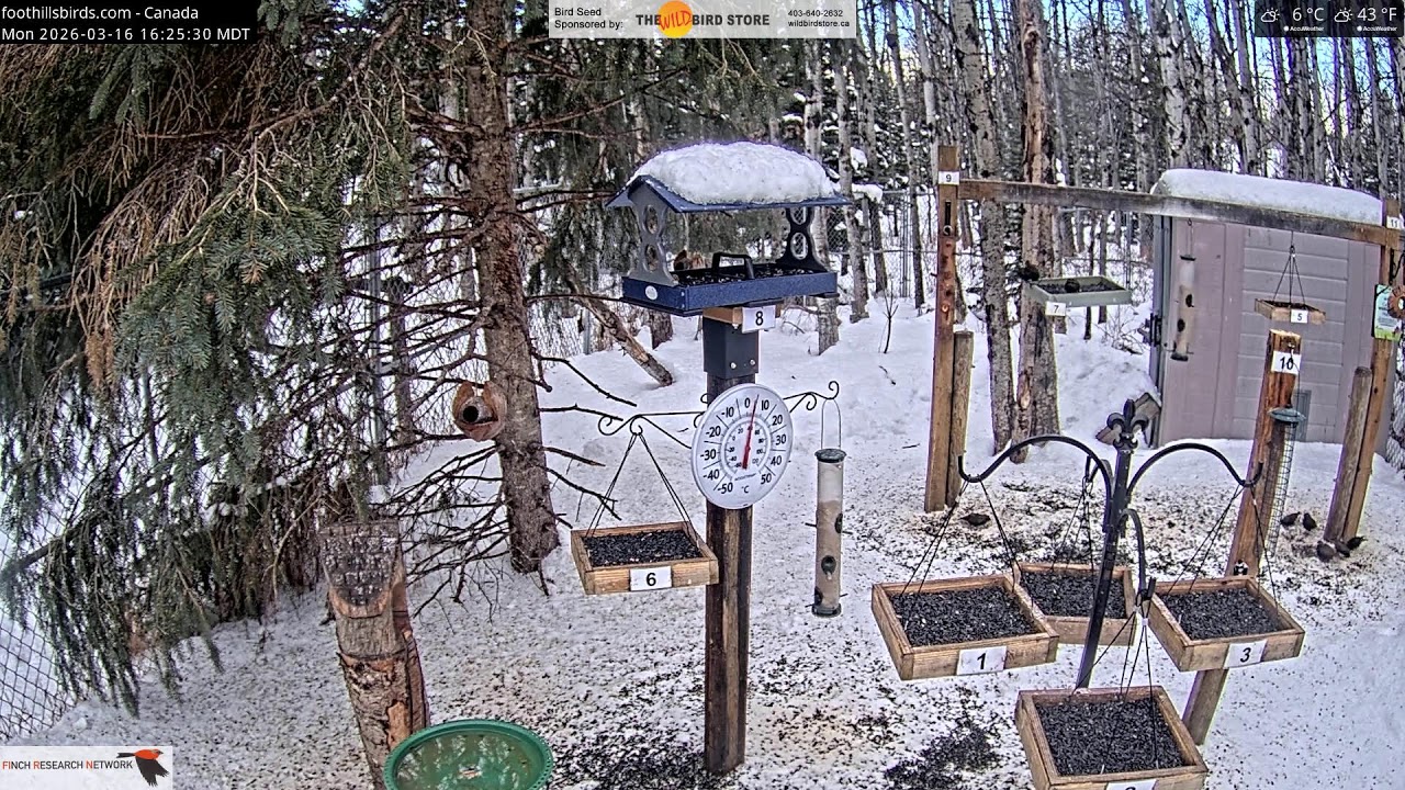 2026-03-16 - Foothills Birds - Foothills, AB - Live Stream Bird Feeder Cam (FiRN)