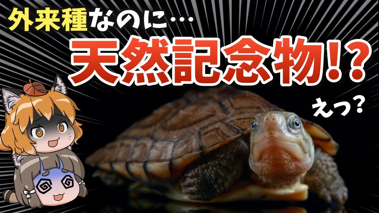 【意味不明】外来種なのに天然記念物！？ミナミイシガメの謎