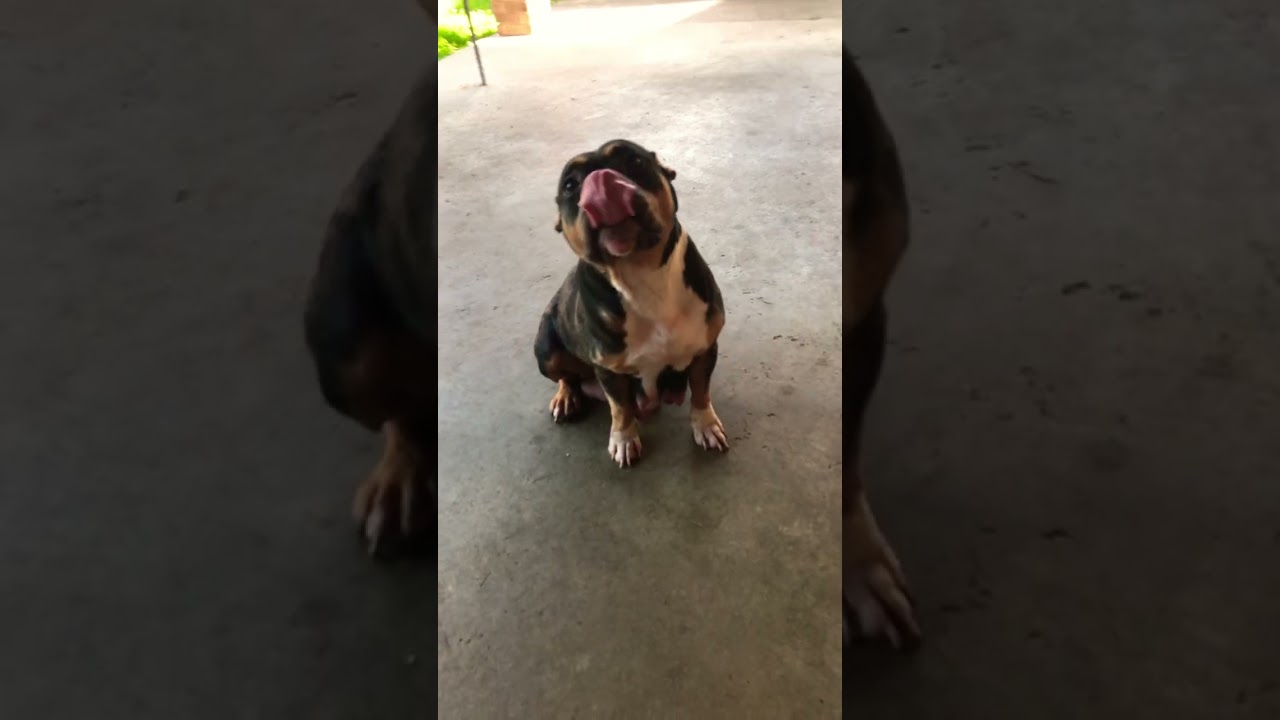 Lola says good morning y&rsquo;all , even posed for ya ❤️ #subscribe #dog #goodvibes #morning