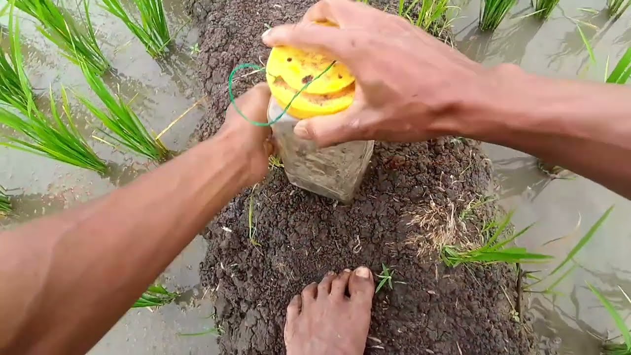 ngurek belut di sini banyak streknya