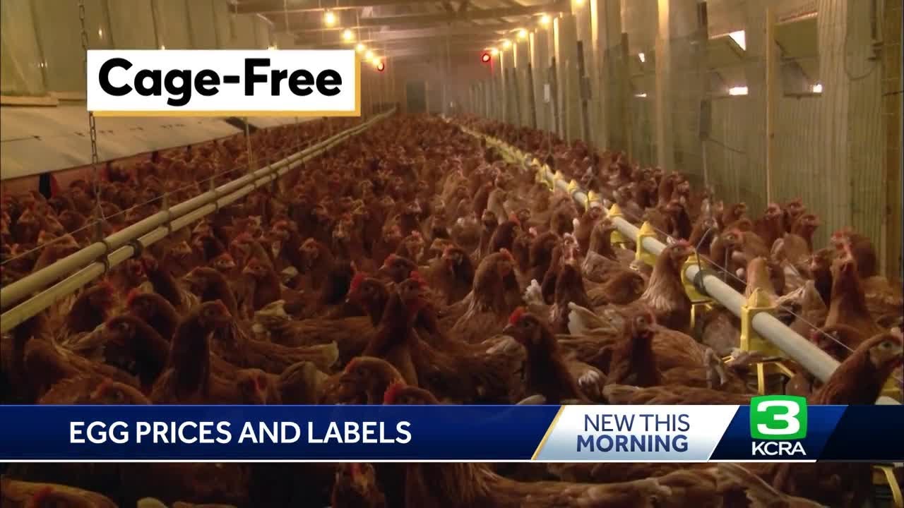 Explaining egg prices and what different labels mean