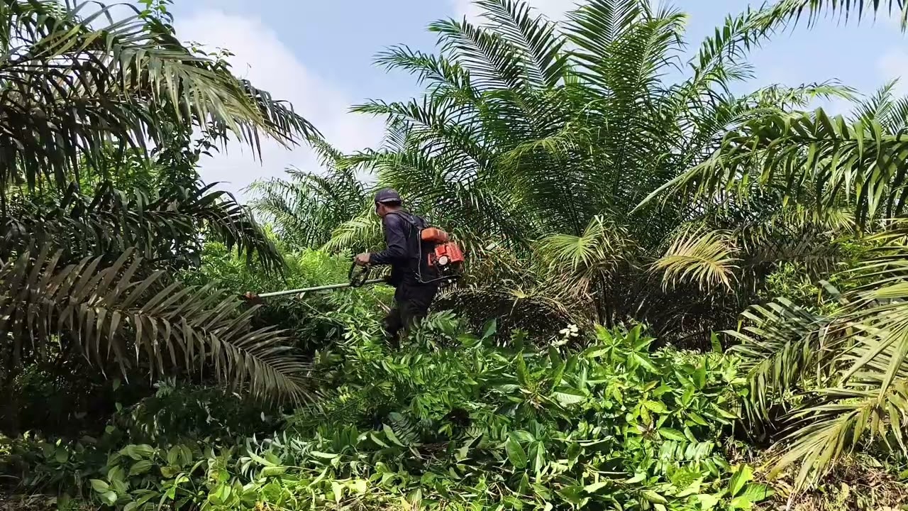 Mesin Rumput Tasco VS Anak kayu #mesinrumput  #tasco #kebunsawit 