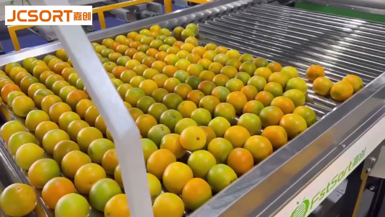 Citrus Washing, Waxing & Grading Machine, citrus waxing sorting machine, orange waxing sorter