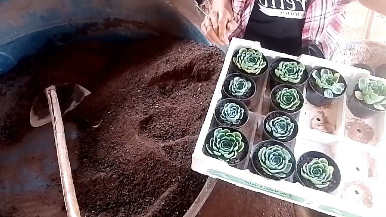 Vamos plantar!😍 Replante das mudinhas de Glaucas 😍🙏