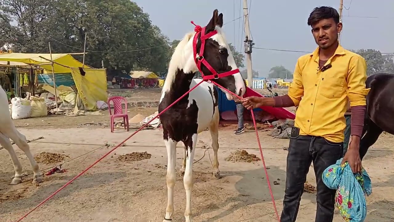 पाटन तकिया मेला2025 व्यापारी सुनीलभाई गांव स्वयंवर खेड़ा उन्नाव जिला