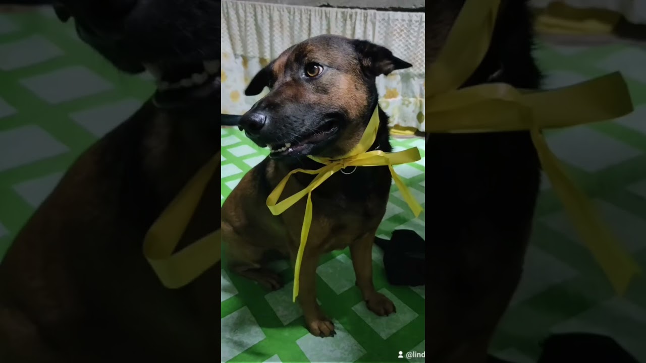 Rescue dog transformation. #furparent #furbaby #dog