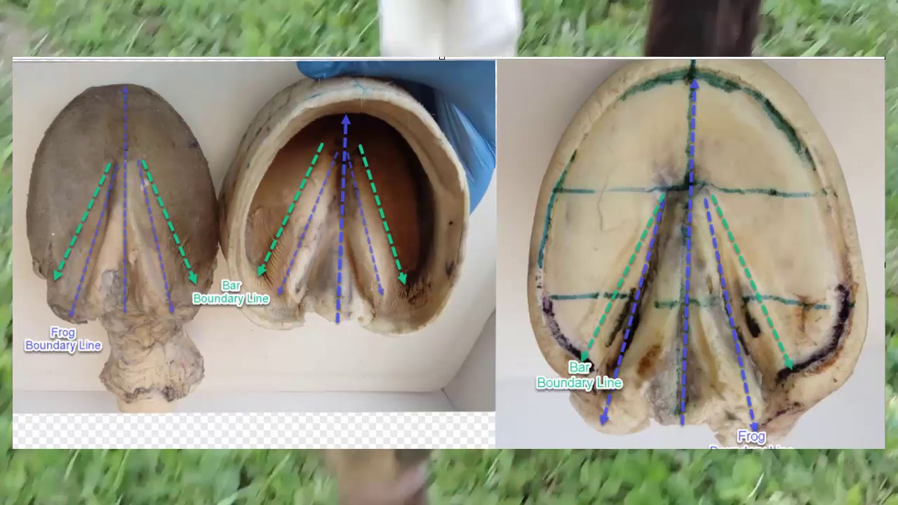 The Anatomically Correct Trim, Map and trim