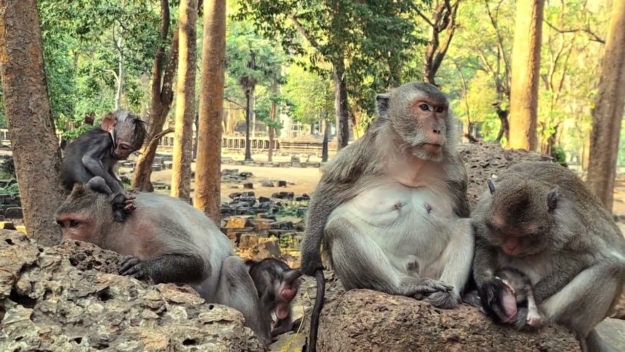 Adorable Baby Monkey in Angkor Area, #87.