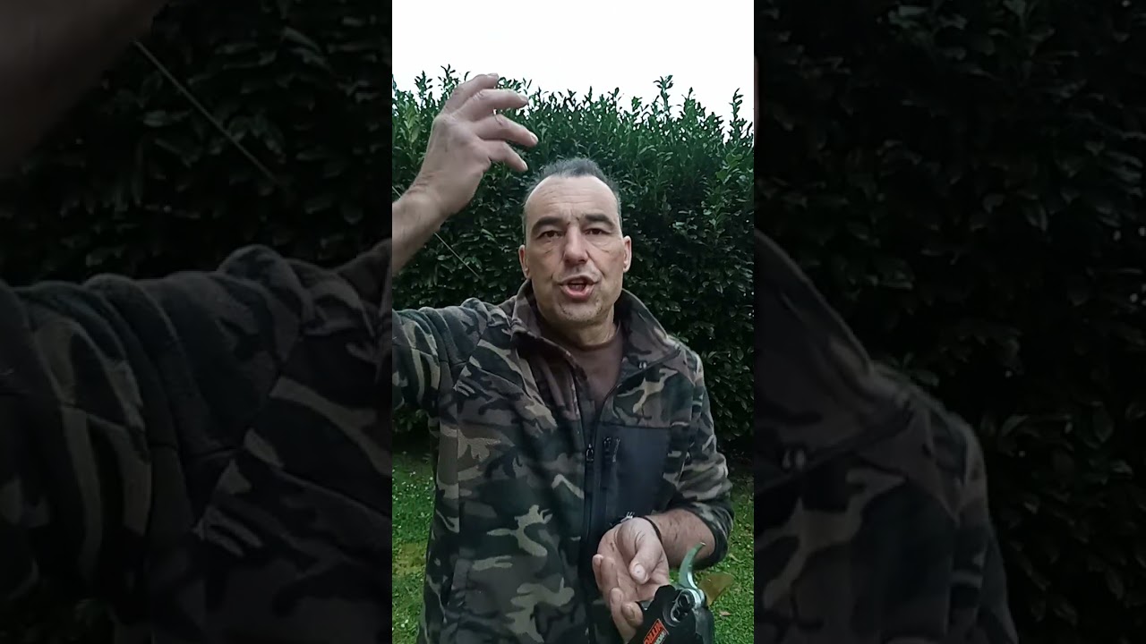 COME AVERE PIANTE DI LAUROCERASO.... CON LA  PROPAGAZIONE PER TALEA....???!🌿🌿🌿