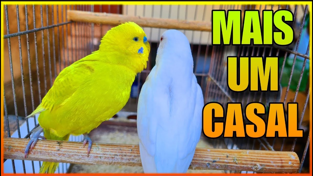 FORMANDO CASAL DE PERIQUITO AUSTRALIANO