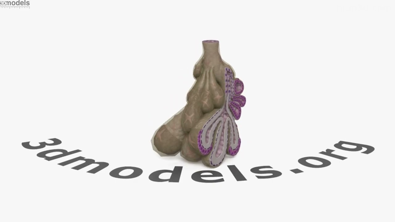 Human Digestive Submandibular Gland 3D model by 3DModels.org