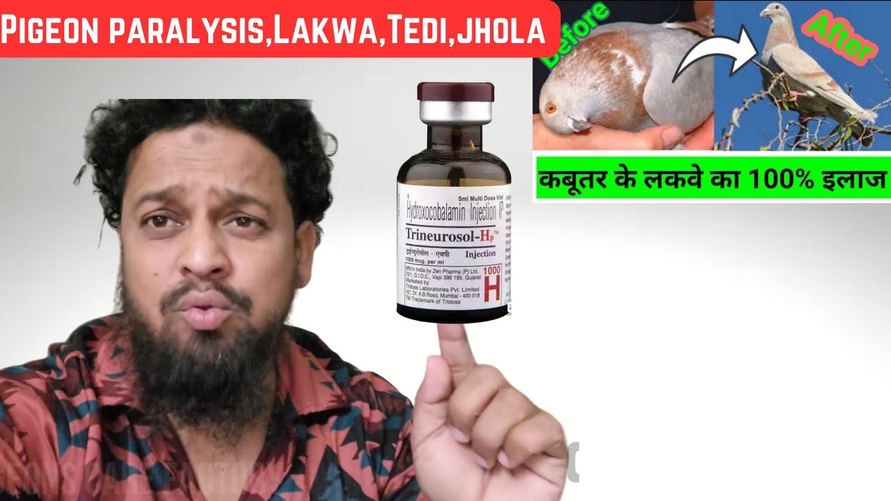 Kabootar Ke Lakwe Ka ilaj || कबूतर के लकवे का इलाज 100% ||Pigeons care factory||