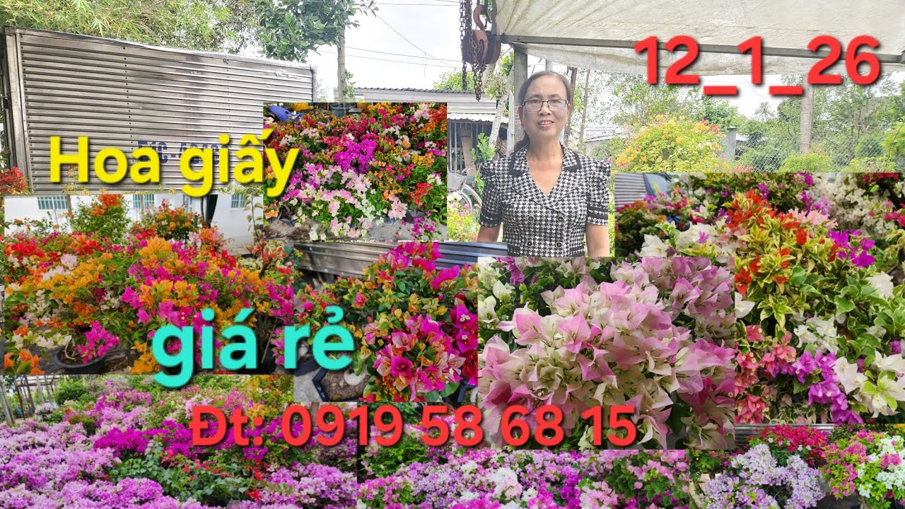 @ Ngày 12_1_2026 Nhà vườn Bình An giao lưu hoa giấy nhiều loại giá rẻ 