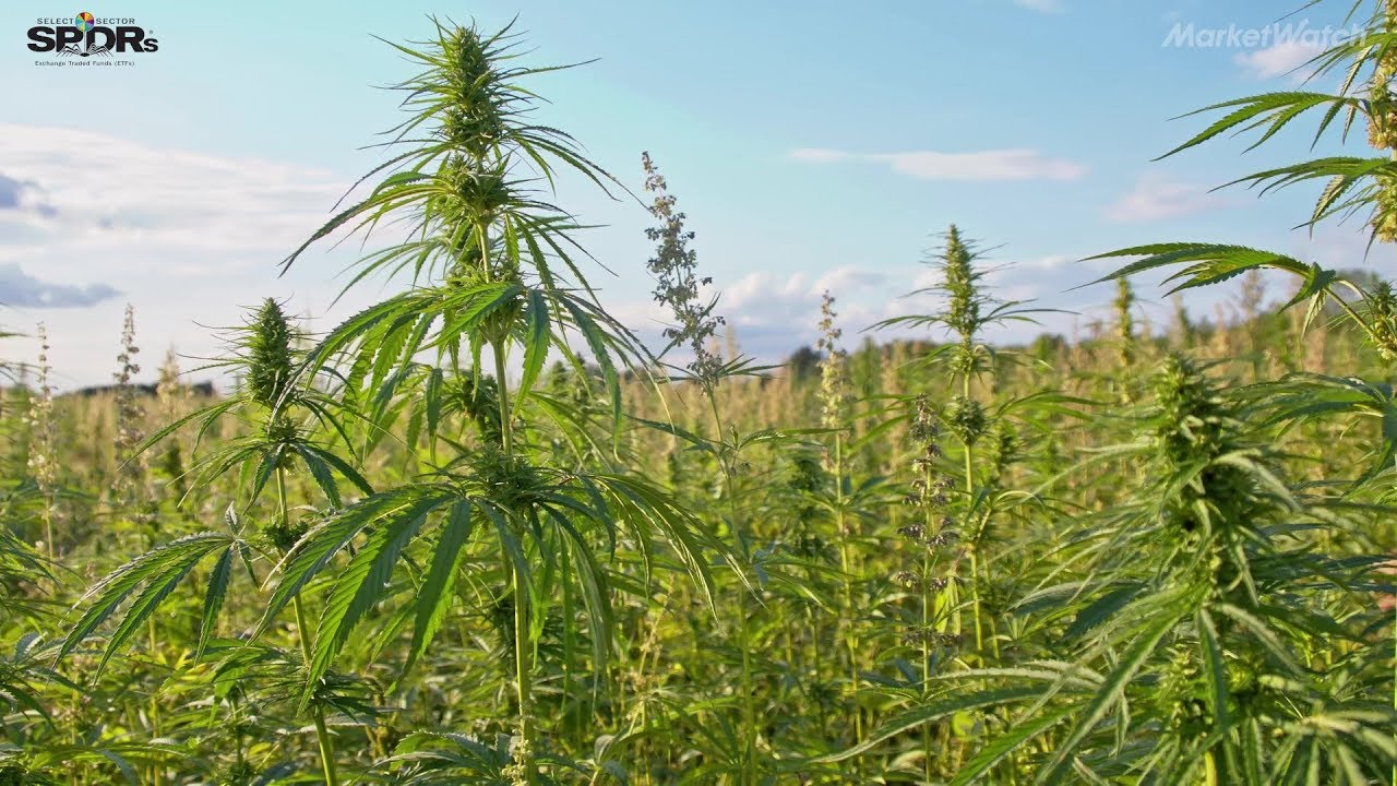How to approach cannabis as an investor, not an amateur enthusiast