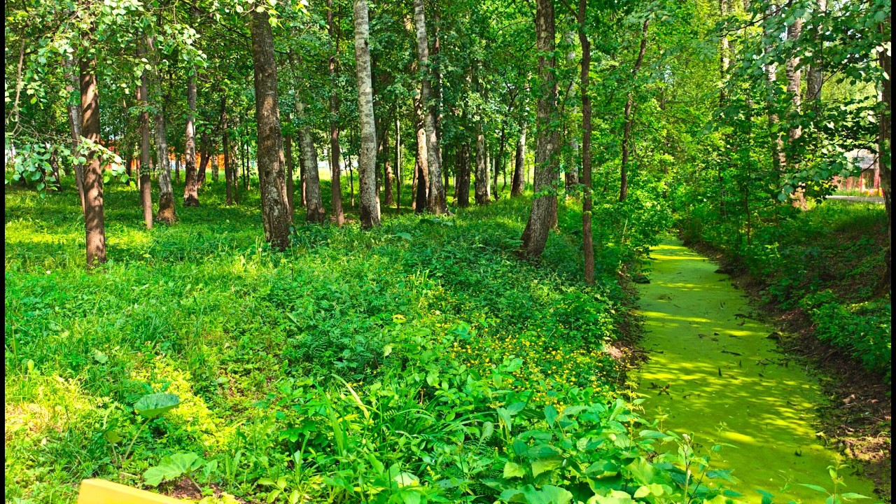 прогулка по Парку культуры и отдыха им  А  П  Гайдара г  Арзамас  06 06 25 HDR