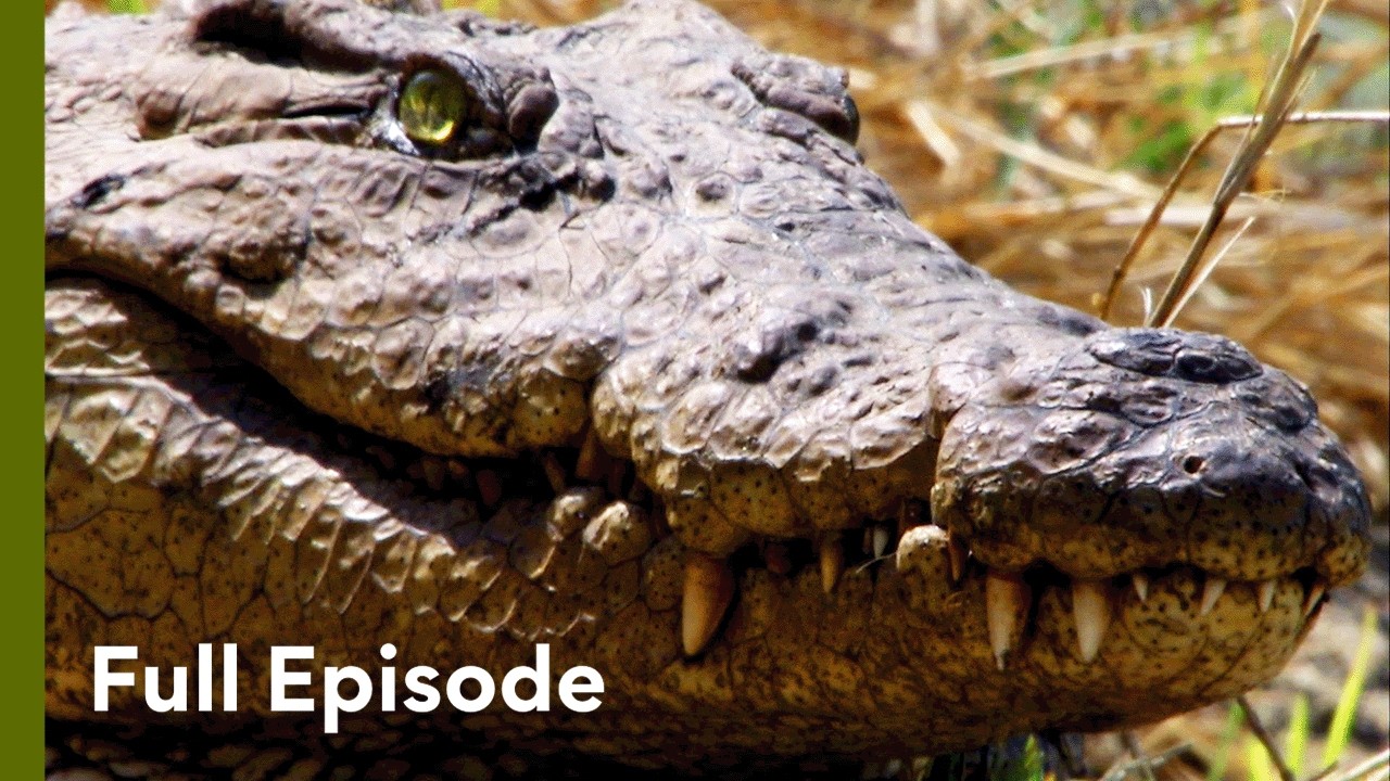 The Nile Crocodile&rsquo;s Reign of Terror | The Dark Side of Crocs