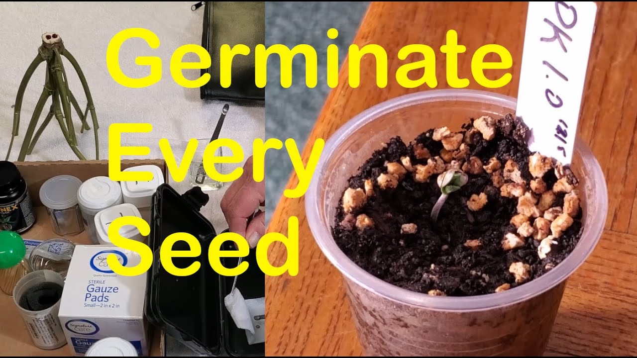 Seed to Seedling &ndash; Germination Made Easy