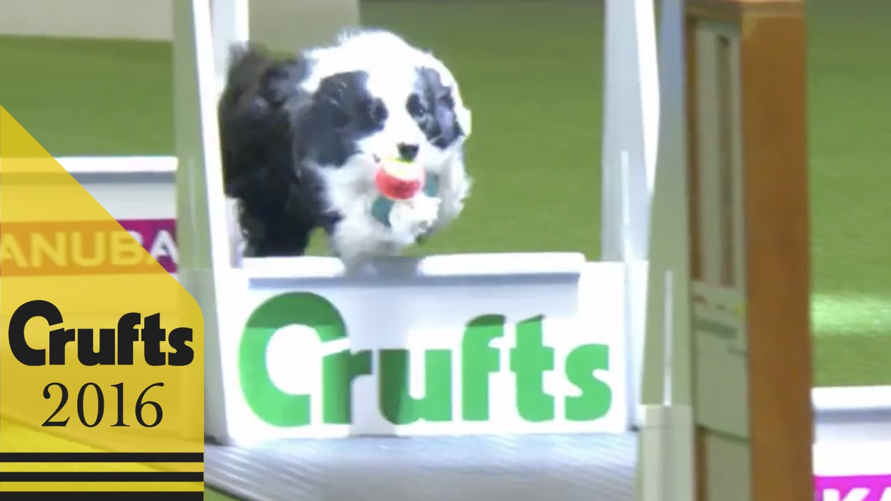 Flyball - Team Quarter Finals | Crufts 2016