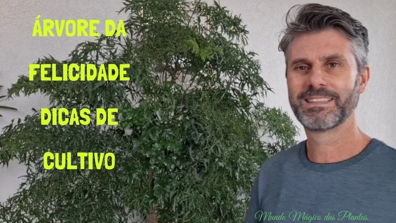 Árvore da felicidade  - dicas de cultivo