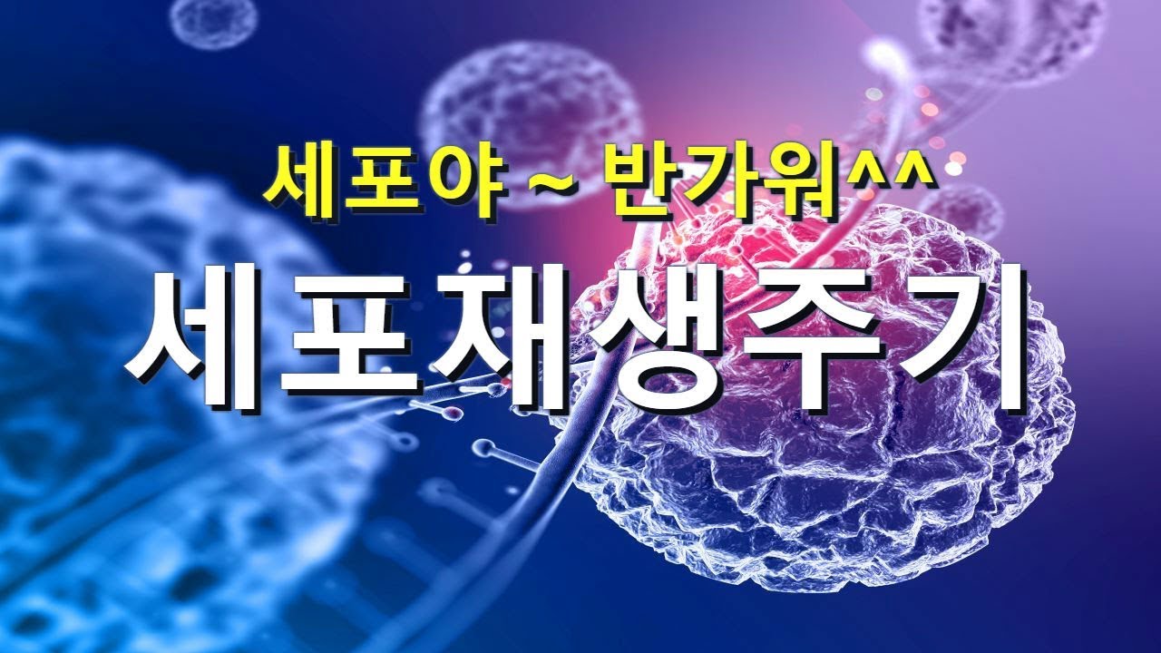 세포의 수명ㅣ세포의 재생주기 ㅣ 소우주ㅣ세포의 세계와 별의 세계