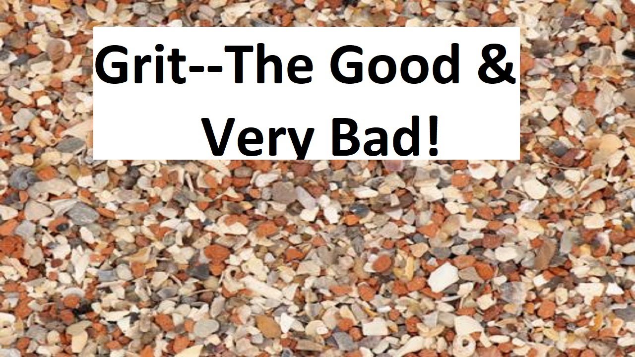 Grit for Pigeons The Good and the Bad.