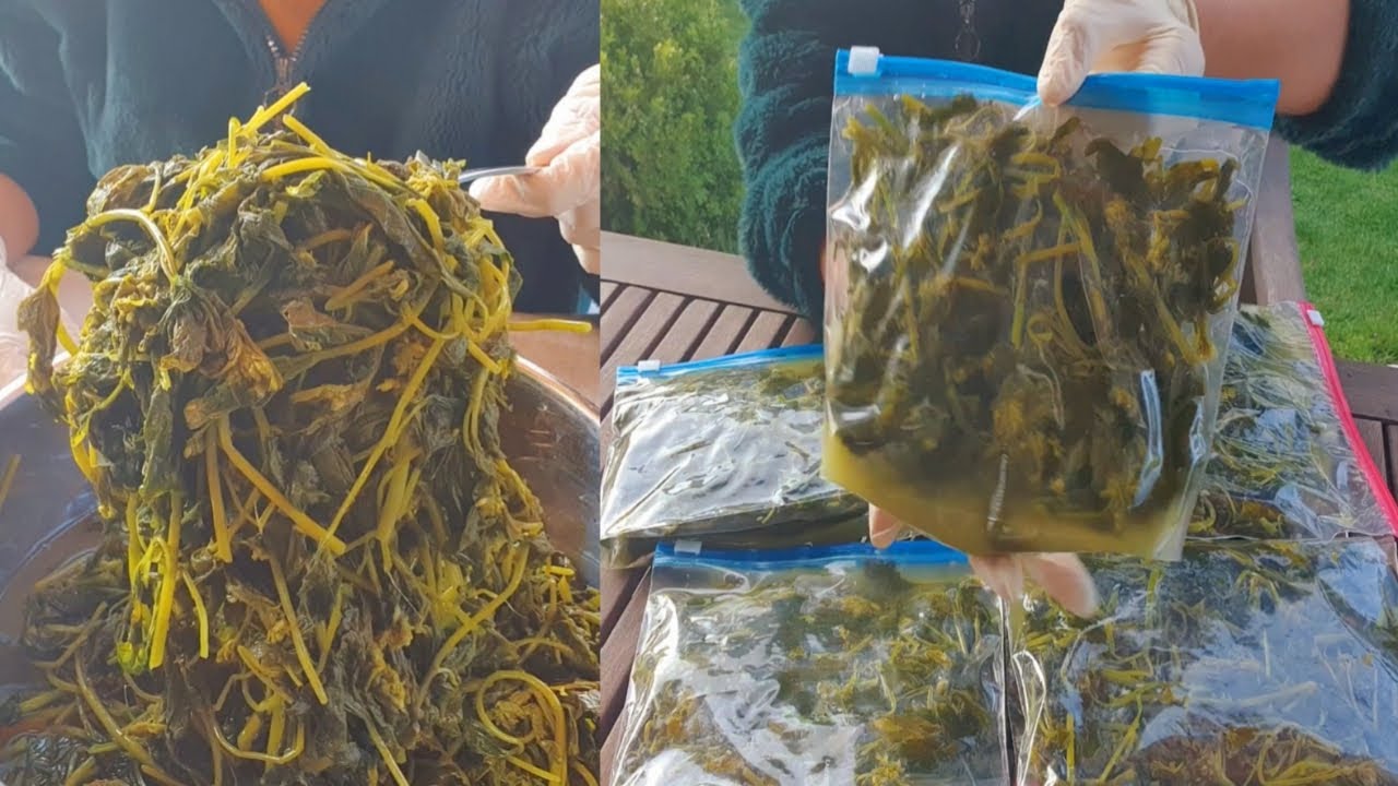 ทำผักเสี้ยนดองให้ได้กินนานข้ามปี ผักเสี้ยนฝรั่ง ผักเสี้ยนดอง ส่มผักเสี่ยน วิธีถนอมอาหาร