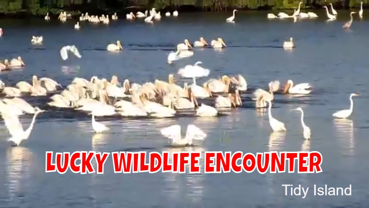 Lucky Encounter: American White Pelicans at Tidy Island Bird Sanctuary 🐦 | Must-See Wildlife! 🌟