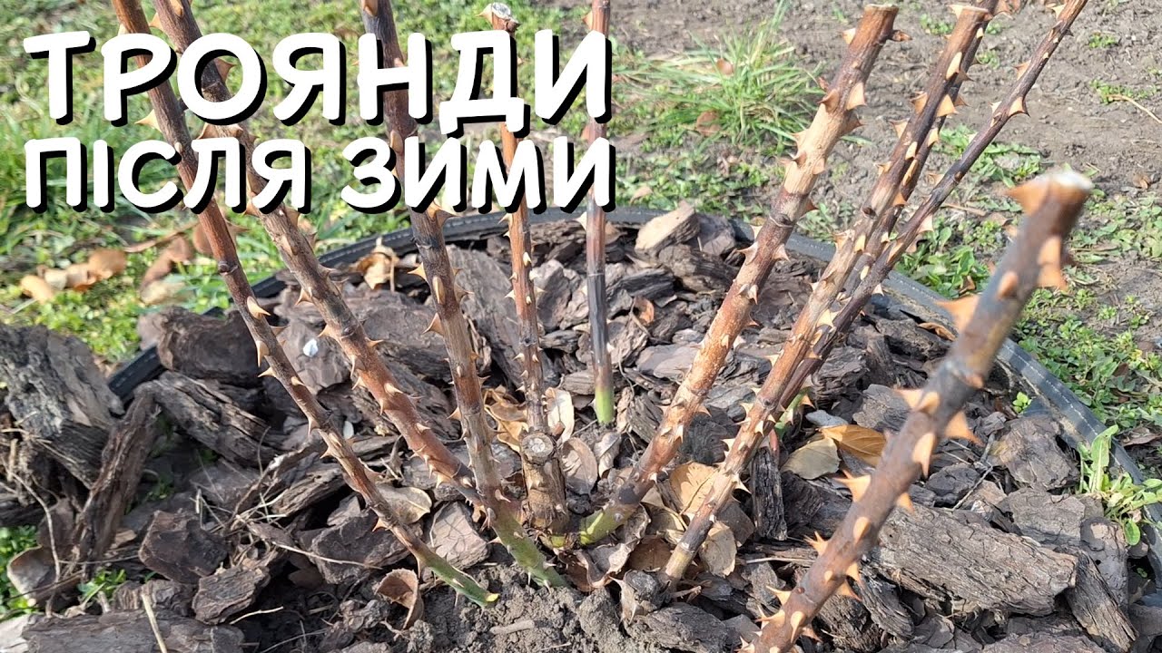 ТРОЯНДИ ПІСЛЯ ЗИМИ 🌹 ПРОГУЛЯНКА САДОМ 🌳
