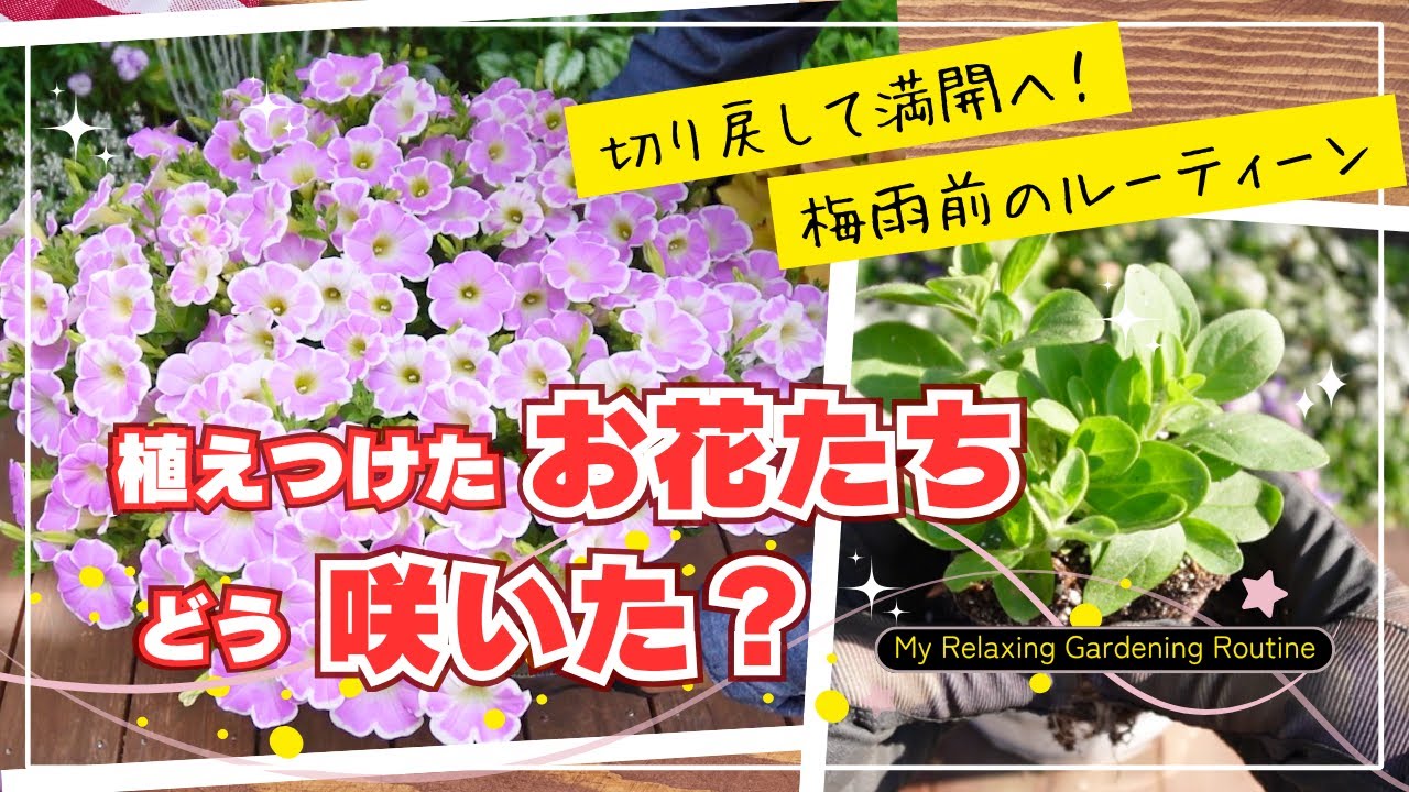 【切り戻し】植えつけたあのお花たち、どう咲いたの！？「ペチュニア・ラックス・マーガレット」その後のお話【ガーデニング】