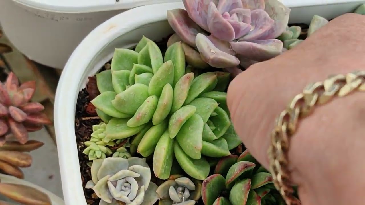 Batman yolcusu kargomuzu hazırlayalım🌵🌱#succulent #garden #keşfet
