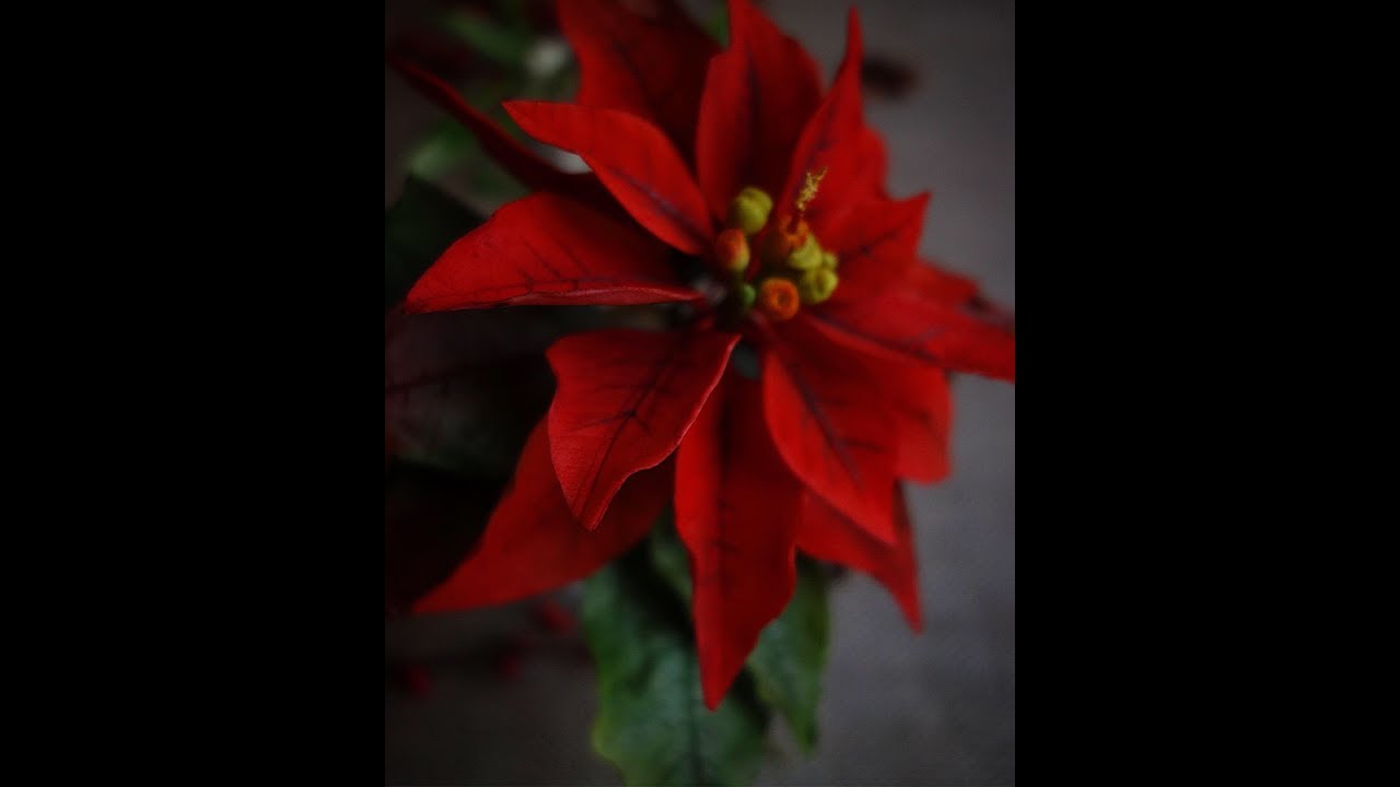 Poinsettia  4&5 of 7.
