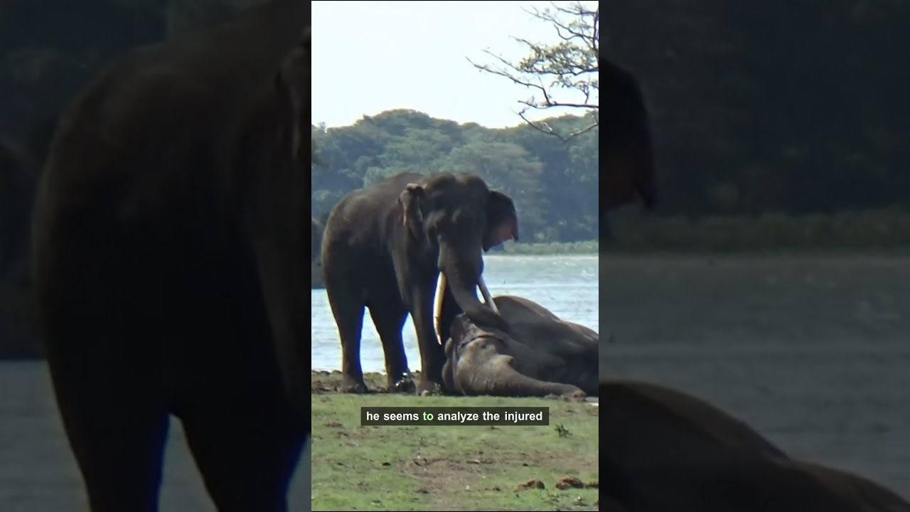 Rozdzierające serce wyrzuty sumienia Tuskera po zaciętej walce &ndash; niewiarygodne emocje!