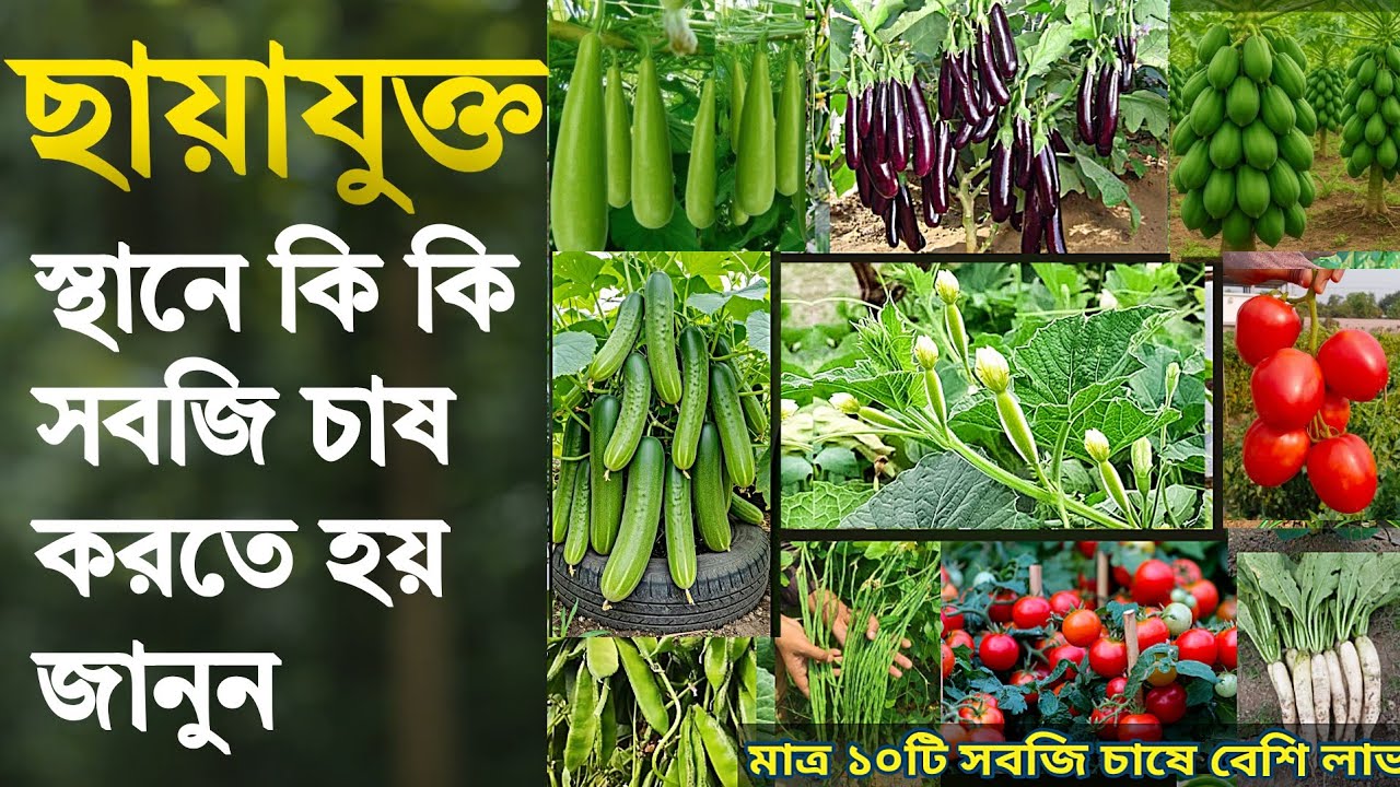 ছায়াযুক্ত স্থানে চাষের জন্য সেরা সবজি! বাড়ির পেছনের পতিত জমির সেরা মাস্টার প্ল্যান - সবজি চাষ