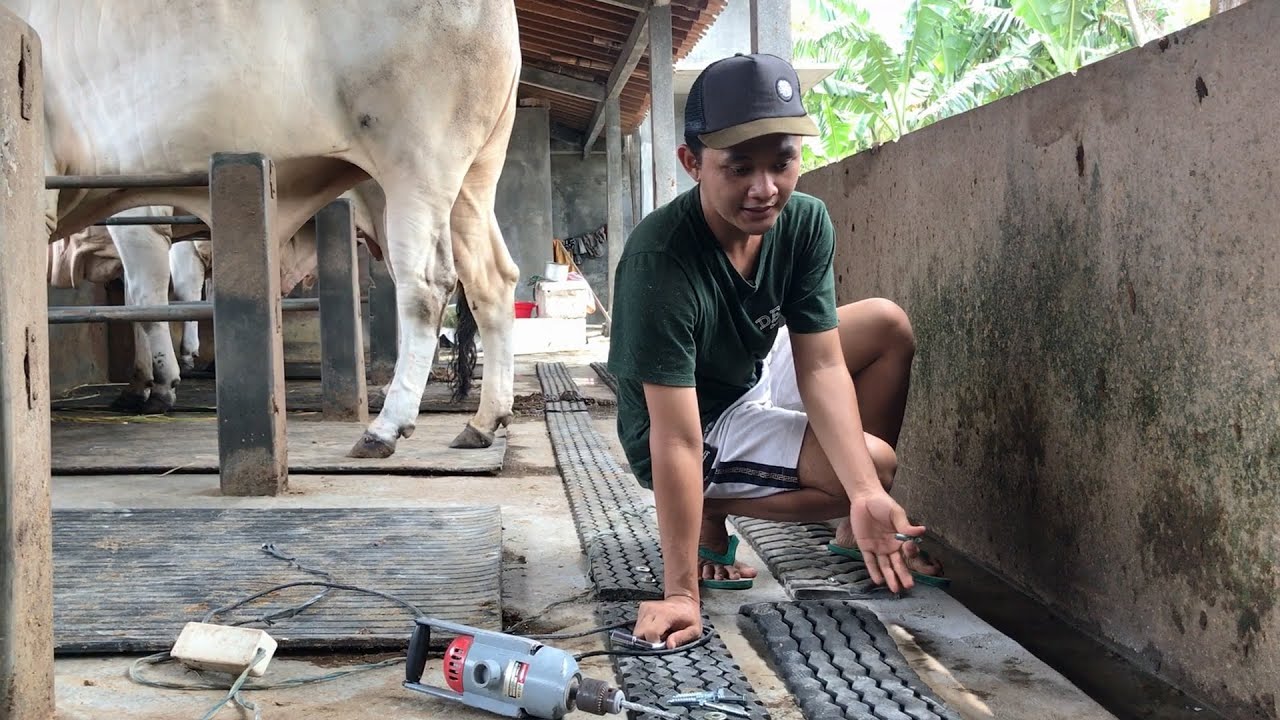 RENOVASI KANDANG SAPI (masih) BERLANJUT