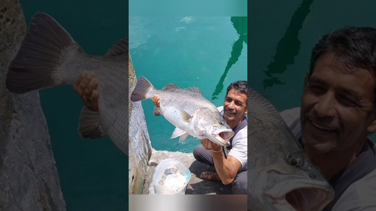 Amazing Big Fish Catching #viralshorts#trendingshorts #trending #fishing #fish #nature