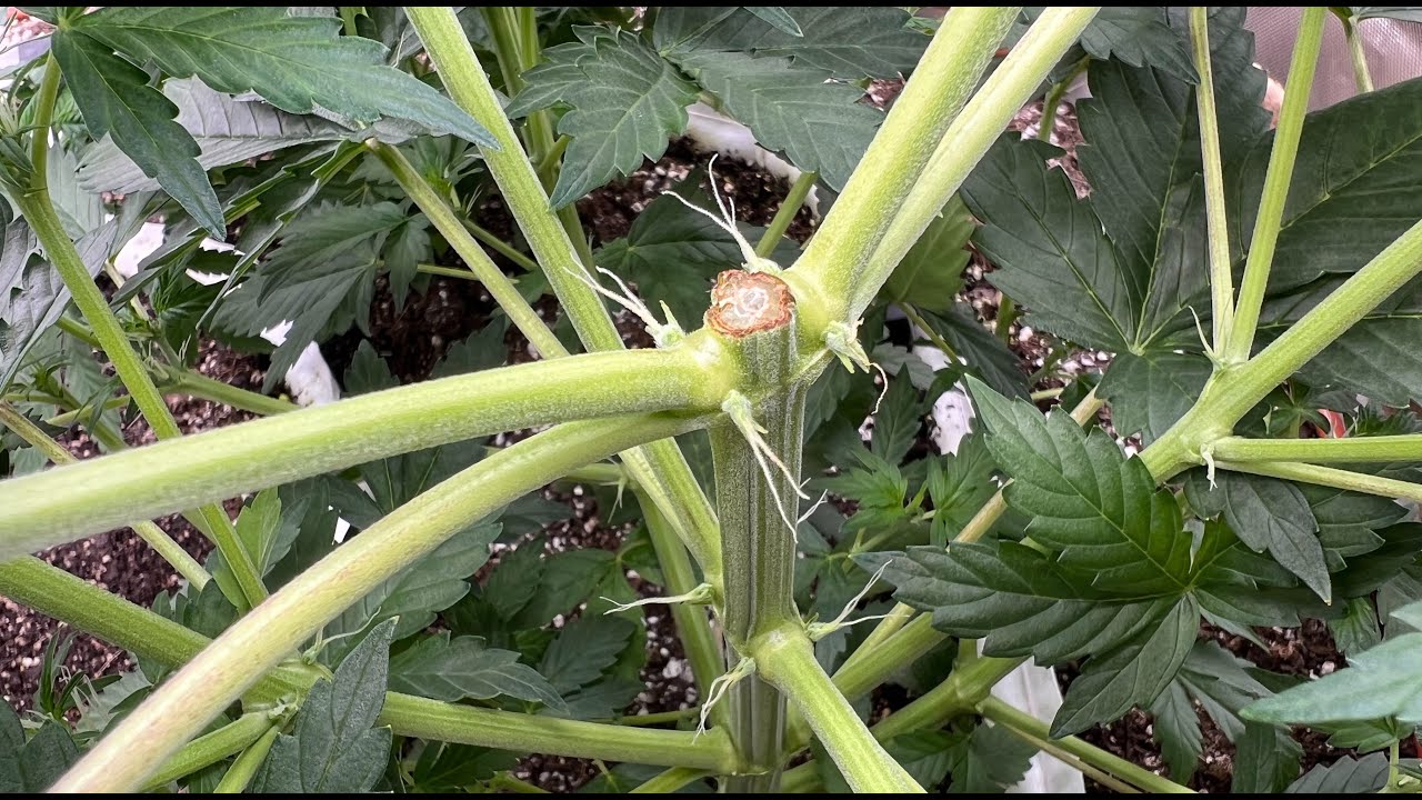 How to Top a Cannabis Plant to Increase Bud Production