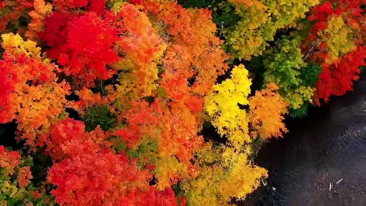 Autumn Flight  #dronefootage 