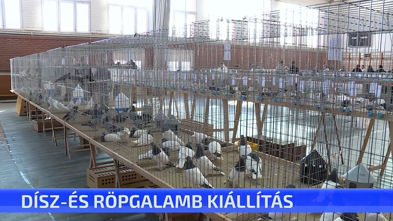 Dísz-és röpgalamb kiállítás