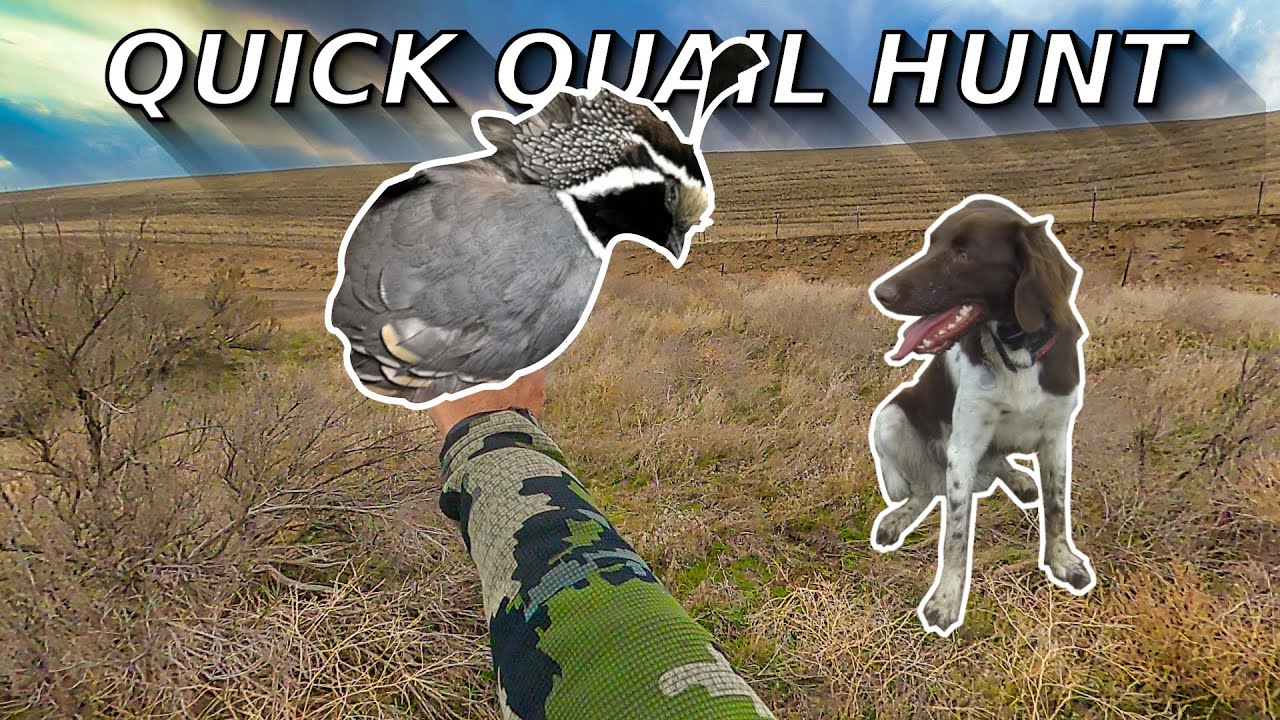 Quick Quail Hunt in Oregon  with my Small Munsterlander