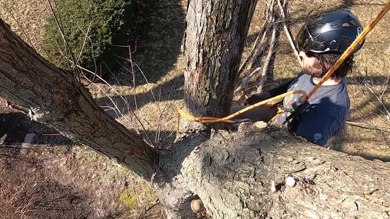 1/2 a Silver Maple