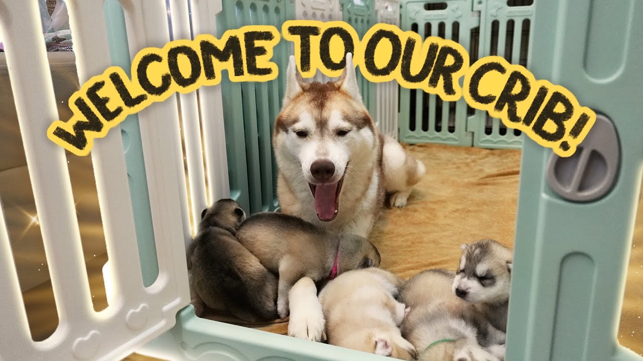 Unboxing NEW Playpen + May Dilat at Lumalakad na! (12-Day-Old)