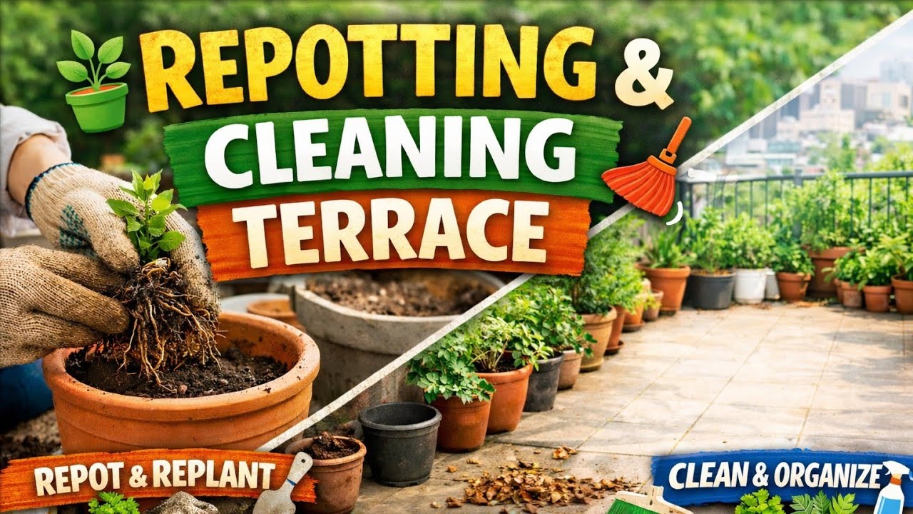 Repotting plus Cleaning of terrace|Tips and tricks for reporting|Do you repot your plants regularly?