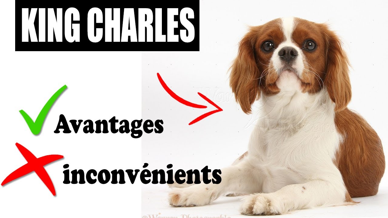 L'épagneul Cavalier King Charles Avantages et Inconvénients | La Race KING CHARLES SPANIEL