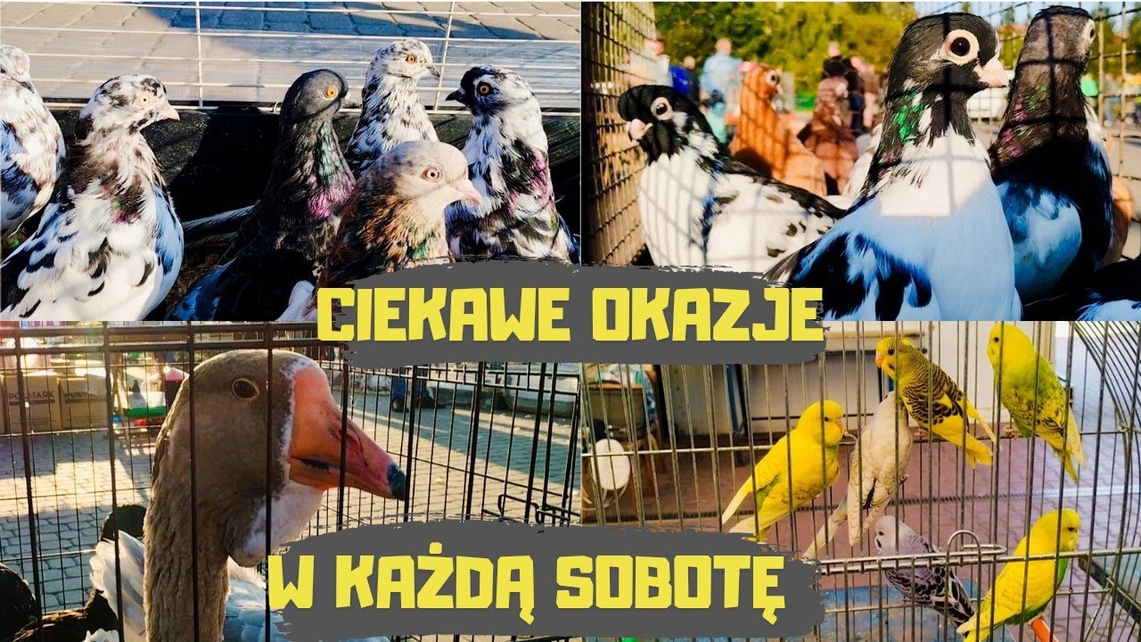 Giełda Zwierząt Lublin 21.09.2024 Ceny Gołębie Kury Kaczki Gęsi Indyki Króliki Papugi Kanarki Rybki