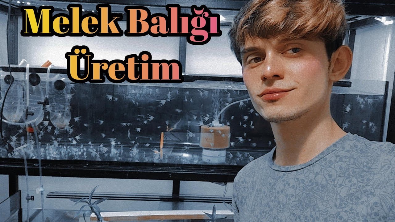 Melek Balığı Üretme ve Yavru Çıkartma